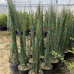 Horse Tail Plants 5 Gal