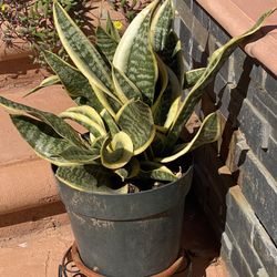 Snake Plant