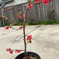 Beautiful flowers