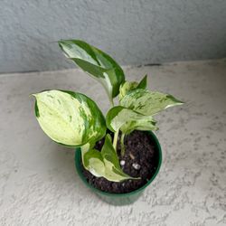 Pothos  Manjula Plant 