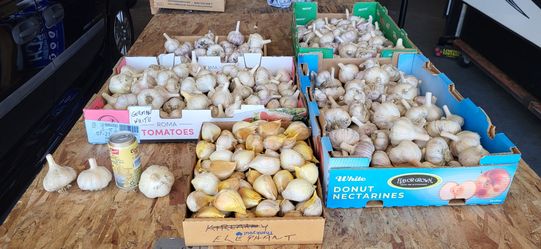 Organic Garlic for Sale