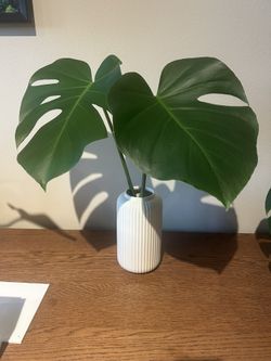Monstera Plant