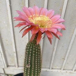 Trichocereous Hybrid, Flying Saucer, Extra Large Blooming Cactus Plant, In 5 Gallons Pot Pick Up Only