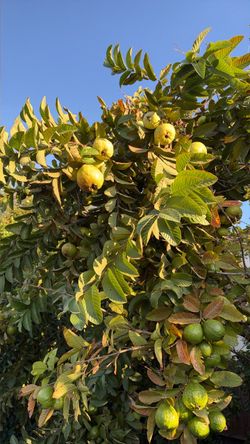 Organic guava
