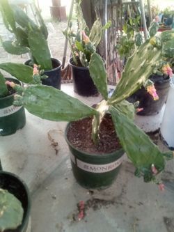 Large Blooming Prickly Pear Cactus in Pot – Rare Variety, Actively Flowering!