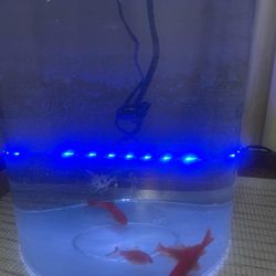 Fish Tank With Filter Gallon 360 Aquarium with LED Lighting 
