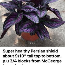 $20/pot price firm, pls pls PM Kim