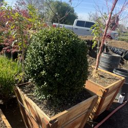 Boxwood Globe “ Shrub”