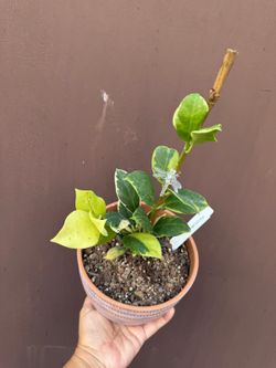 6” hoya obscura variegated rare collectors hoya
