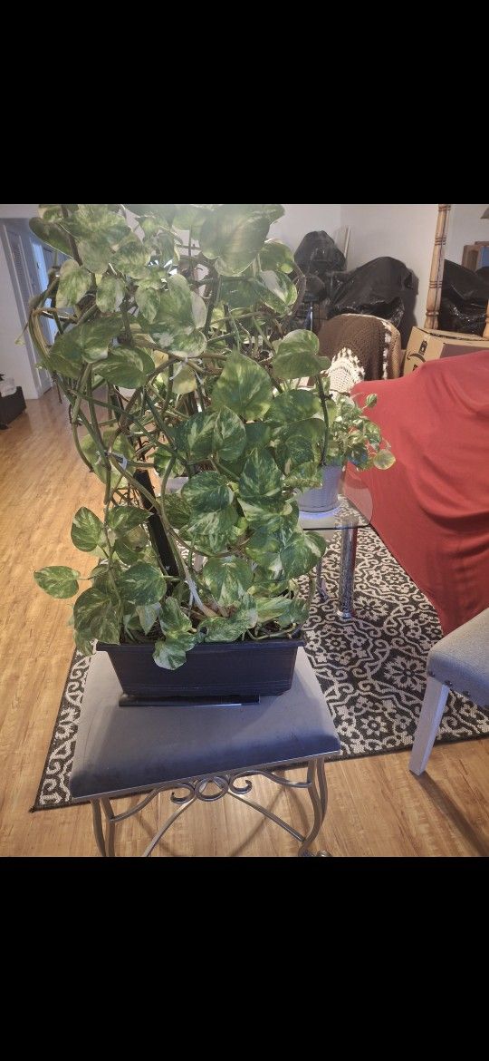 Plant