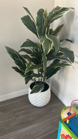 Plant With Planter