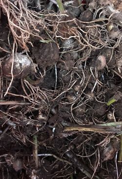 White Calla Lily Bulbs