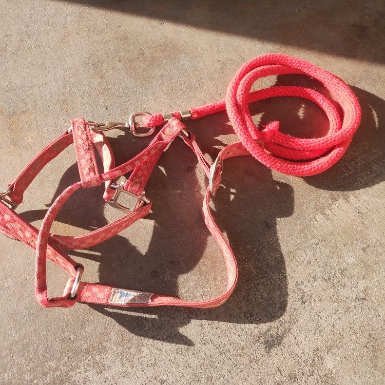 Halter And Lead Rope