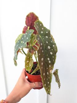 Begonia Maculata Plant 4" Pot - Indoor House Plants