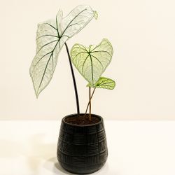 🤍 Caladium ‘White Queen’ – Graceful Elegance for Indoor Spaces 🪴