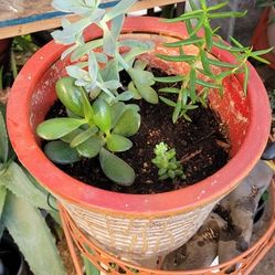 Planta