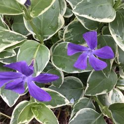 Plant in Fall. Beautiful Flowering Perennial. Variegated Vinca Major. Good Ground Cover Or In Pot.