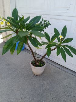 Plumeria