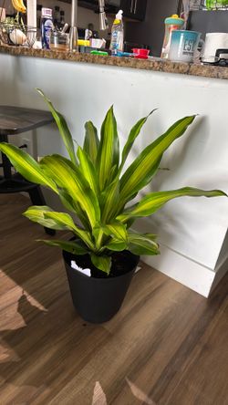 dracaena