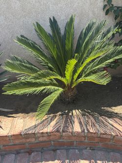 Sago Plant