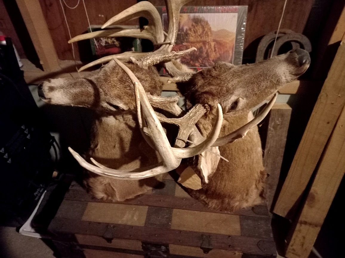 Rare Deer Mount Bucks Locked Together