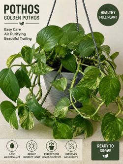 Golden Pothos Hanging Plant – Healthy, Full & Easy Care