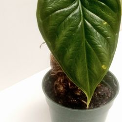 Rare Alocasia Dragon Scale  Mint Variegated Plant/ House Plant/ Indoor Plant 