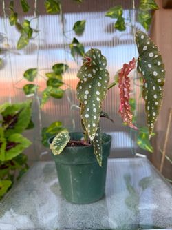 Small polka dots begonia