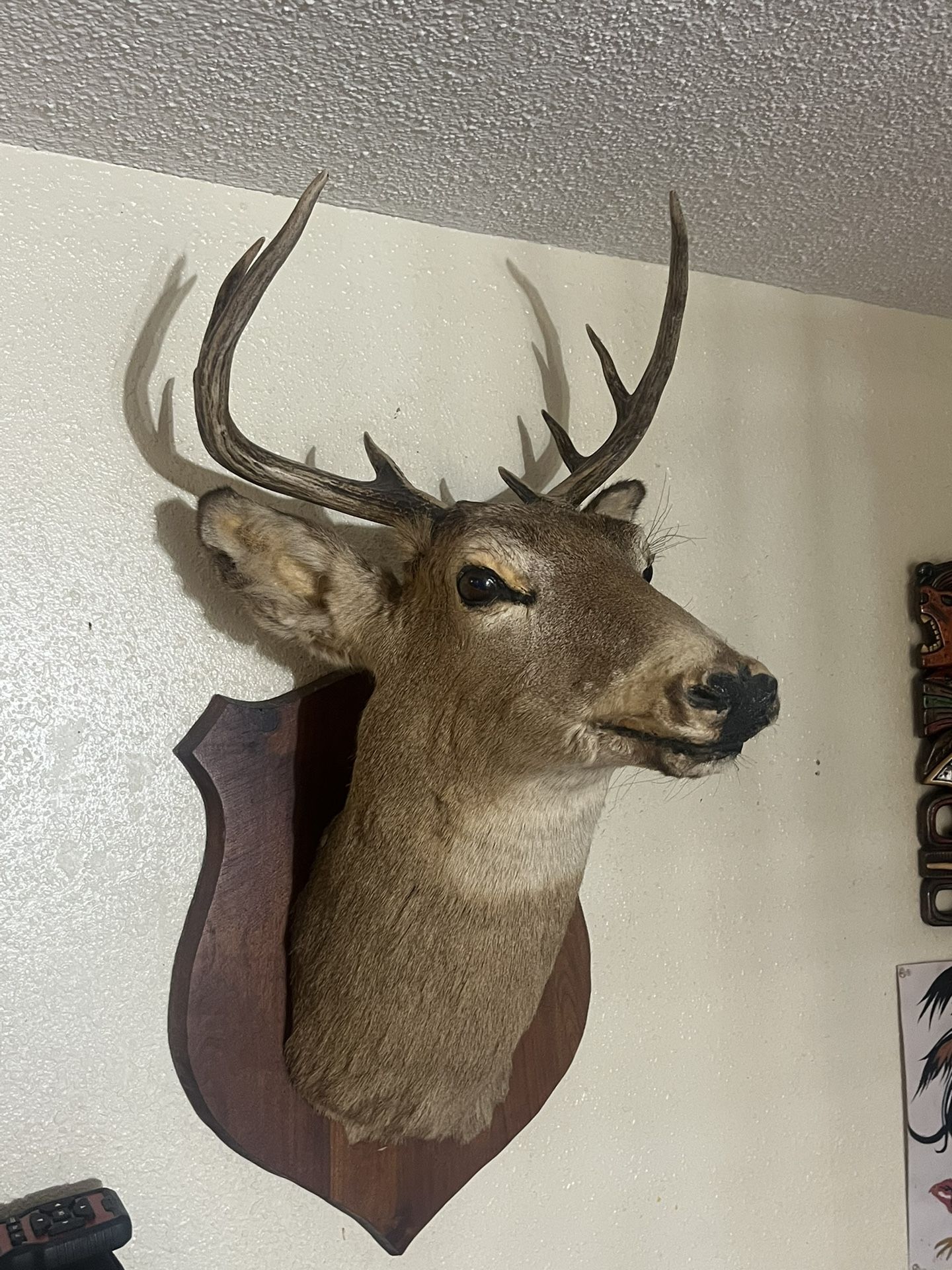 Deer