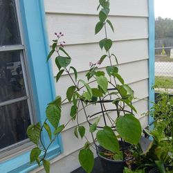 Red Bleeding Heart Vine Plant 🪴 
