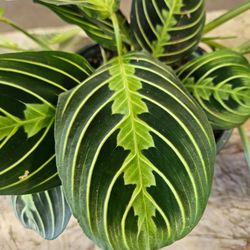 Praying Hands Plant