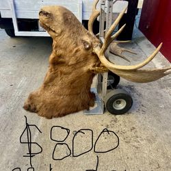 Moose 🫎 Head  Taxidermy.