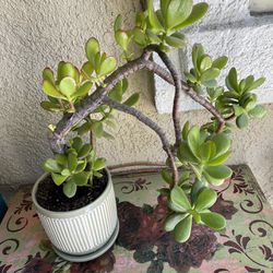 Plant - Jade Succulent In Ceramic Pot 