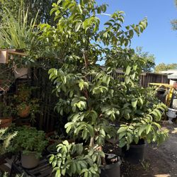 Guayaba Blanca 