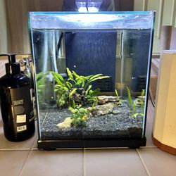 5 gallon Fish tank + plants and supplies