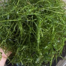Guppy Grass