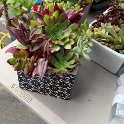Succulent Arrangement For Mothers Day 