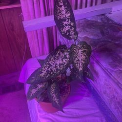 (dieffenbachia (Dumb  Cane Plant)