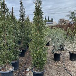 Eugenia Privacy Hedge