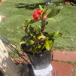 Planta