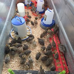 Quail Comederos Bebederos