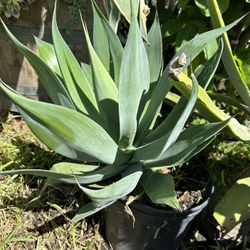 Agave Plants 