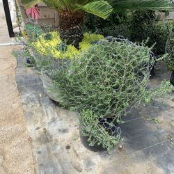 Turtle Topiary Bonsai 