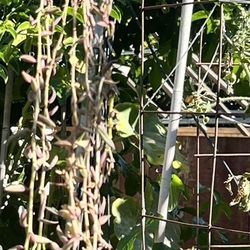 String Of Bananas Hanging Plant