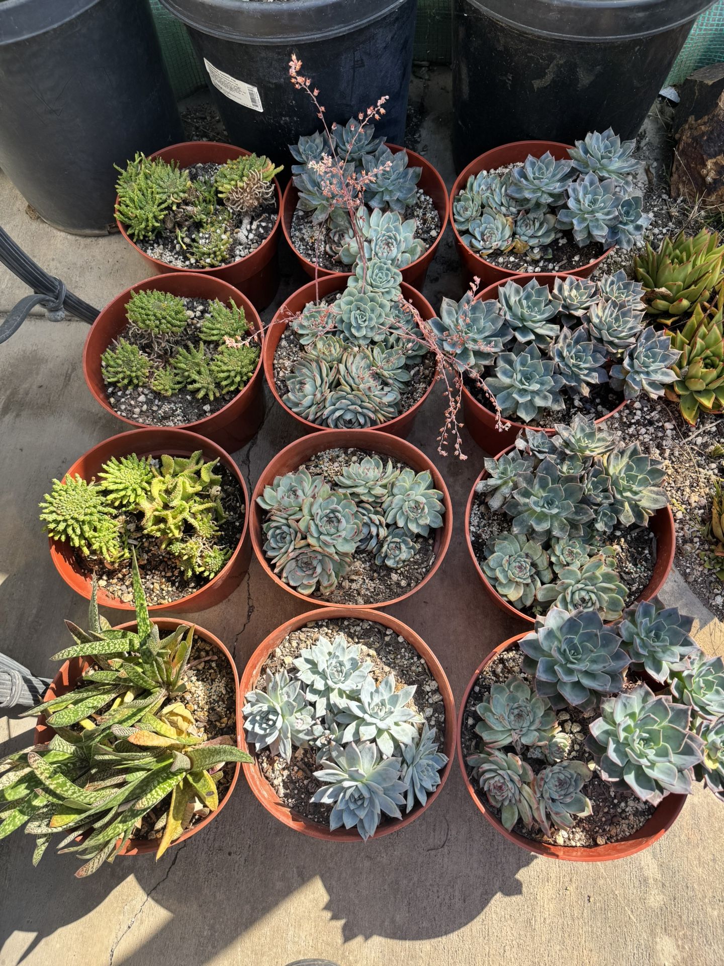 Beautiful Succulent Plants