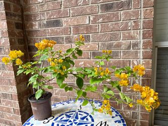 Bougainvillea California gold plant bonsai blooming 36” wide