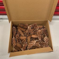 Pinecones