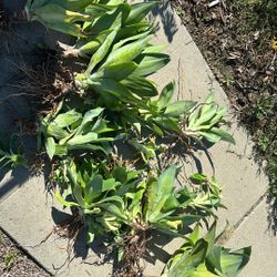 Foxtail Agave (Agave attenuata) 