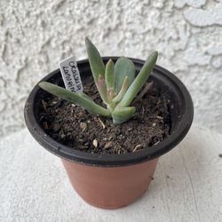 3 Inch Pot Succulent Plant - Crassula Lanuginosa - Dragon Tongue - Established Plant - Drought Resistant - 🪴