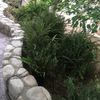 Millstone